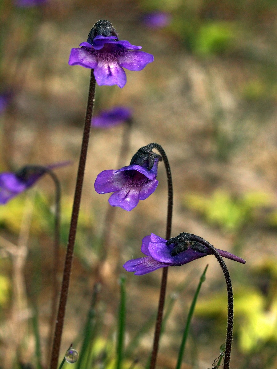 Pinguicula vulgaris, Greater Bladderwort